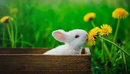 乐鱼体育：用热爱和科技连接你我的运动世界